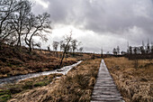  Boardwalk and stream La Helle in the Fagne des Daux Séries, High Fens, Province of Liège, Belgium 