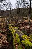  Fallen tree in the High Fens, Liège Province, Belgium 