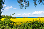  View of a rapeseed field with the Baltic Sea in the background, Hohwacht Bay, Sehlendorf, Ostholstein, Schleswig-Holstein, Germany 