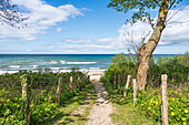  Path to the Baltic Sea, Weissenhaeuser Strand, Ostholstein, Schleswig-Holstein, Germany 