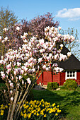 Blick auf eine Gartenhaus im Schwedenstil mit Magnolien und Osterglocken (Magnolia denudata)