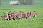  A herd of female fallow deer, Ostholstein, Schleswig-Holstein, Germany 
