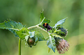 Dunkle Erdhummel (Bombus terrestris) auf Kohldistel  (Cirsium oleraceum), Natura 2000 Gebiet Salzachauen, Salzburg, Österreich