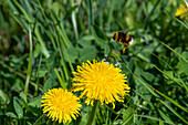 Dunkle Erdhummel (Bombus terrestris) auf Löwenzahn (Taraxacum officinale), Natura 2000 Gebiet Salzachauen, Salzburg, Österreich