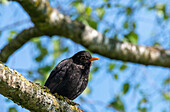 Amsel (Turdus merula) auf Baumast, Männchen im Landschaftsschutzgebiet Haarmoos, Bayern, Deutschland