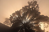  Sunbeams are refracted through branches of a tree, near Wallersee, Salzburg, Austria 