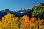  Autumnal poplars with the Bernina range in the background, Livigno Alps, Engadin, Graubünden, Switzerland 