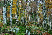 Herbstlicher Buchenwald bei Bagni di Masino, Val Masino, Bergell, Berninagruppe, Lombardei, Italien