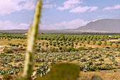 weite Landschaft mit Olivenbäumen und Opuntien bei Kairouan, Tunesien