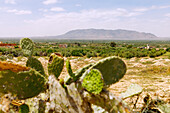 Landschaft mit Opuntien und Olivenbäumen mit Blick auf das Bergmassiv Djebel Chambi des Dorsale bei Sbeitla, Tunesien