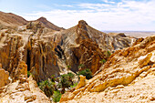  Canyon landscape with colorful rock layers and view of palm grove in the mountain oasis of Chebika, Tunisia 