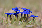  Bavarian Gentian, Gentiana bavarica, blooming, Hohe Tauern National Park, Carinthia, Austria 