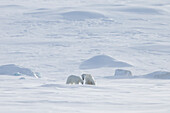  Polar bears, Ursus maritimus, adult female with pre-year-old cub, Svalbard, Norway 