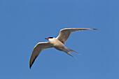 Flussseeschwalbe (Sterna hirundo), adulte Seeschwalbe im Flug, Schleswig-Holstein, Deutschland