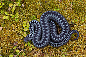  Adder, Vipera berus, grey color variant, female, Dalarna, Sweden 