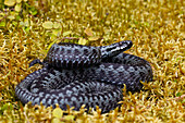  Adder, Vipera berus, grey color variant, female, Dalarna, Sweden 