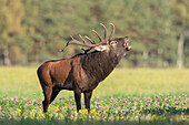 Rotwild (Cervus elaphus), Rothirsch auf einer Kleewiese bei der Brunft, Herbst, Skane, Schweden