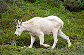  Mountain goat, Oreamnos americanus, female, Jasper National Park, Alberta, Canada 