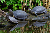  European pond turtle, Emys orbicularis, turtles, Mecklenburg-Western Pomerania, Germany 
