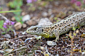  Sand lizard, Lacerta agilis, adult female, Thuringia, Germany 