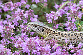  Sand lizard, Lacerta agilis, adult female, Thuringia, Germany 