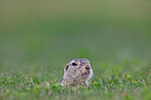  European ground squirrel, Citellus citellus, adult, Burgenland, Austria 