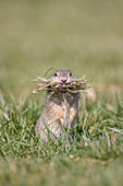  European ground squirrel, Citellus citellus, adult ground squirrel eating grass, Burgenland, Austria 
