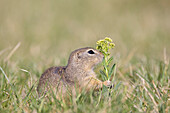  European ground squirrel, Citellus citellus, adult ground squirrel eating a flower, Burgenland, Austria 