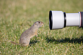  European ground squirrel, Citellus citellus, adult ground squirrel looking into a lens, Burgenland, Austria 