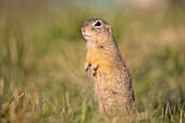  European ground squirrel, Citellus citellus, adult ground squirrel keeping watch, Burgenland, Austria 