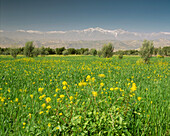 A meadow of wild flowers in Spring near Taroudannt with views of the snow covered Atlas Mountains, Morocco