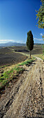 A lone cypress tree stands beside a farm track under clear blue autumn skies in a typical Tuscan landscape near Pienza