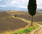 A lone cypress tree stands beside a farm track under clear blue autumn skies in a typical Tuscan landscape of rolling hills near Pienza