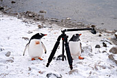 Eselspinguine (Pygoscelis papua) vor einem Stativ mit Action-Kamera im Neko Harbour, Antarktische Halbinsel, Antarktis, Südlicher Polarkreis