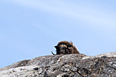 Ein Moschusochse (Ovibos moschatus) blickt von einem Hügel auf der Insel Ella, Arktisches Grönland, Grönland, Europa