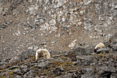 Eisbärenjunges (Ursus maritimus) mit seiner Mutter beim Spielen auf Felsen, in der Nähe von Seal Bay, Spitzbergen, norwegische Arktis, Europa