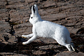 Schneeschuhhase oder arktischer Hase (Lepus arcticus) hoppelt über Felsen, Ittoqqortoormiit, Grönland, Dänemark, Nordpolarkreis, Arktis, Nordeuropa, Europa