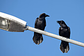  Two ravens rest on a street lamp and appear to be talking, Ittoqqortoormiit, East Greenland, Greenland Europe 