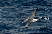 Junger Wanderalbatros (Diomedea exulans) über dem Meer, Drake Passage, zwischen Südspitze Südamerikas und der Antarktischen Halbinsel, Argentinien, Antarktis, Südpolarkreis