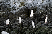  Chinstrap penguins (Pygoscelis antarctica) stand near the shore at the Argentine Primavera Station, Cierva Cove, Antarctic Peninsula, Antarctica 