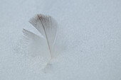  A bright feather in the snow makes a simple but beautiful motif, Palaver Point, Antarctic Peninsula, Antarctica 