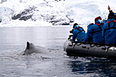  Passengers of the expedition cruise ship Ocean Albatros (Albatros Expeditions) observe and photograph a curious young humpback whale (Megaptera novaeangliae) surfacing next to the boat in a Zodiac rubber dinghy, off Petermann Island, Antarctic Peninsula, Antarctica 