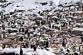  Adult gentoo penguins (Pygoscelis papua) and chicks stand near their nests in the snow on Pleneau Island, Antarctic Peninsula, Antarctica 
