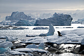  A fur seal (Arctocephalus gazella) sits on snow, backlit between the sea and large icebergs, Pleneau Island, Antarctic Peninsula, Antarctica 