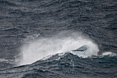  Rough seas and strong winds cause this wave to reach its crest and stir up the spray in the Drake Passage between the southern tip of South America and the Antarctic Peninsula 