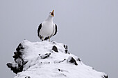 Dominikanermöwe (Larus dominicanus) auf einem schneebedeckten Felsen auf Brown Bluff, Tabarin-Halbinsel, Antarktische Halbinsel, Antarktis, Südpolarkreis