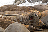  A male Southern Elephant Seal (Mirounga leonina) with his mouth open relaxes during a snowstorm among other moulting elephant seals on a beach near Hannah Point, Livingston Island, South Shetland Islands, Antarctica 