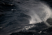 Rough seas and strong winds cause this wave to reach its crest and stir up the spray in the Drake Passage between the southern tip of South America and the Antarctic Peninsula 