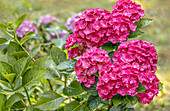  Hydrangea Rebecca (Hydrangea Macrophylla) in the Pirna Zuschendorf country castle in Saxony, Germany 