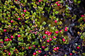  Detail of red berries on scrub in the Patagonian forest in Ainsworth Bay, near Punta Arenas, Magallanes and Chilean Antartica, Patagonia, Chile, South America 